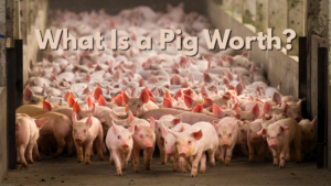Impact Pricing - What Is a Pig Worth?